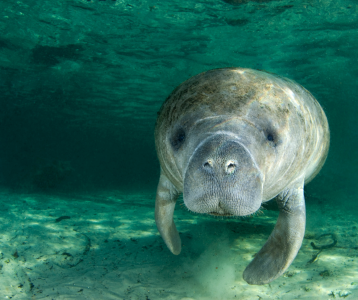 Buchanan Calls on U.S. Fish & Wildlife to Re-Designate Manatees as