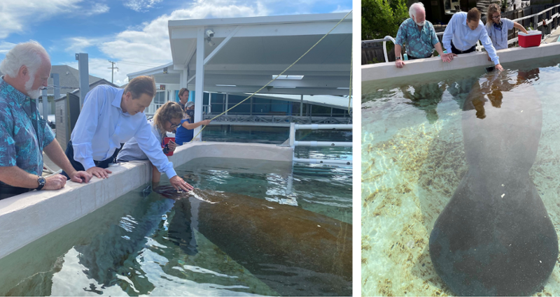 Buchanan Continues Fight to Save Florida Manatees