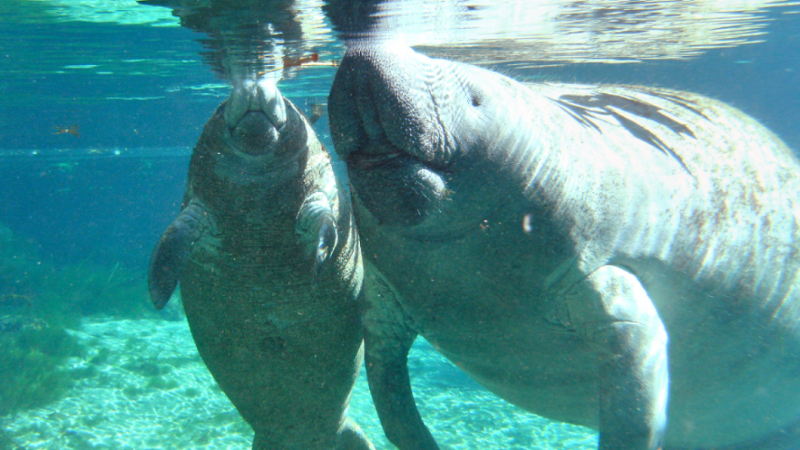 Buchanan, Soto Introduce Bill to Upgrade Manatees to “Endangered”