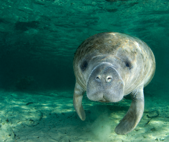 Buchanan Calls on U.S. Fish & Wildlife to Re-Designate Manatees as “Endangered”