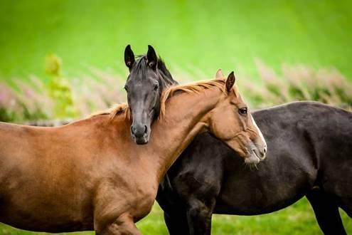Buchanan, Schakowsky Introduce Bill to Ban Horse Slaughter