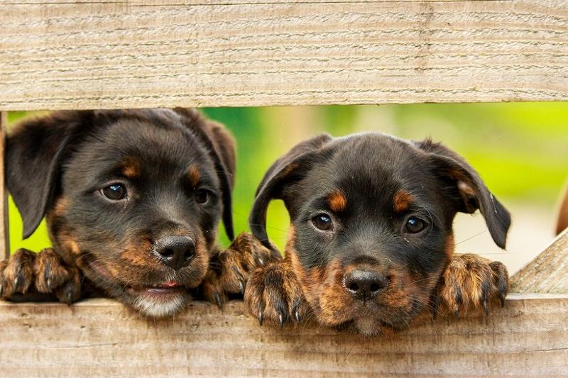 Buchanan Earns 100% Score (Again!) From U.S. Humane Society