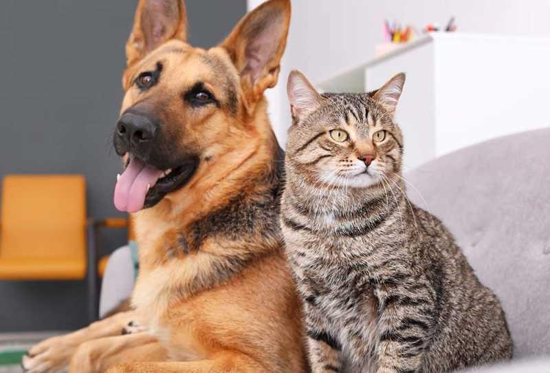 Buchanan, Moskowitz Introduce Global Dog and Cat Meat Trade Resolution